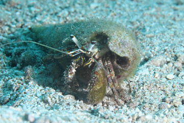 hermit crab on the sand