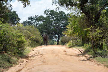 Fototapeta premium Asian Elephants Yala National Park
