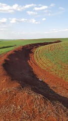 Curva de nível na terra vermelha em meia a plantação de trigo, feita para segurar água da chuva.