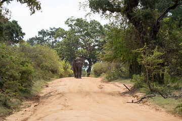 Fototapeta premium Asian Elephants Yala National Park