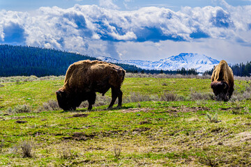 Bison grazing in a Field