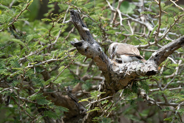 Fototapeta premium The brown shrike (Lanius cristatus) is a bird in the shrike family that is found mainly in Asia