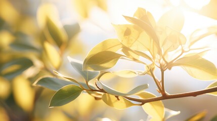  fresh leaves with golden sunlight streaming through, 