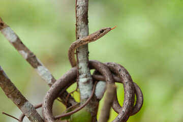 Snake In Borneo Forest