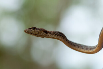 Snake In Borneo Forest