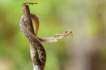 Snake In Borneo Forest