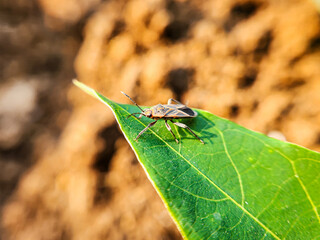 Lygaeinae is a subfamily of soil insects in the insect family Lygaeidae.