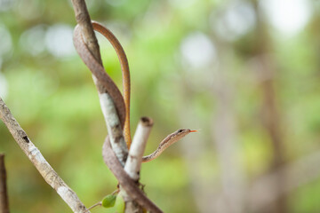 Snake In Borneo Forest