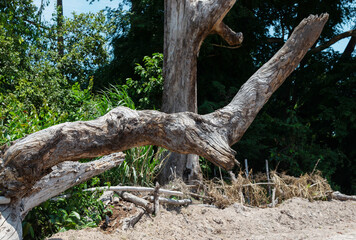 Dead tree standing alone in the summer field on sunset. Blue sky .
