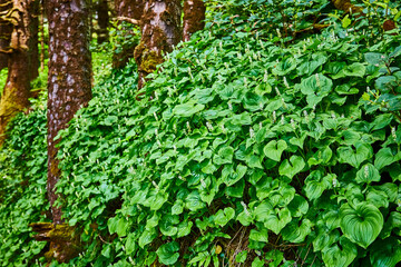 Fototapeta premium Lush Forest Undergrowth with Wild Lily of the Valley Eye-Level Perspective