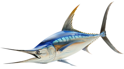 Marlin Fish with Long Bill on white background