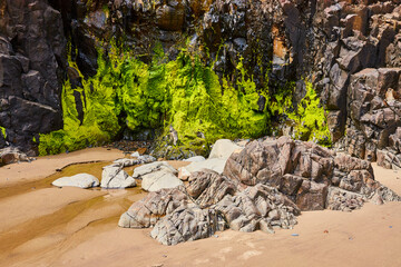 Rugged Rocks and Vibrant Algae on Coastal Beach Eye Level View