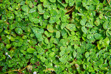 Fresh Dew on Clover Leaves Close-Up