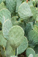 prickly pear cactus in desert