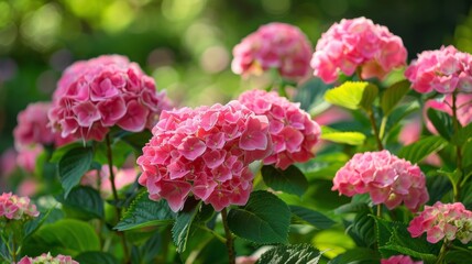 Fototapeta premium Hydrangea Flowers in Summer