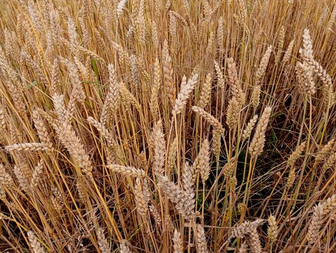 Wheat field with yellow ears of wheat. The topic of farming and growing grain crops. Growing food in spacious fields.