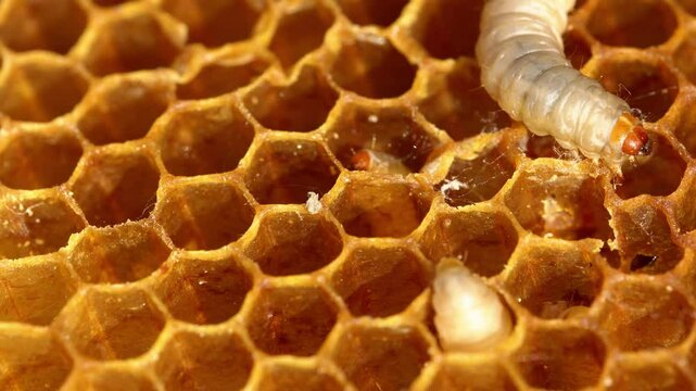 Wax moth a beekeeping pest. Wax moth eat beeswax