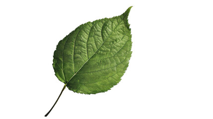 Obraz premium Green Leaves Leaves Green Leaf on transparent background