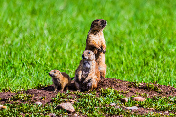 Prarie Dogs Looking Around