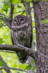 Barred Owl Perched on a Limb