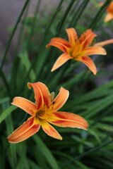 Fototapeta premium Daylily in the vegetable garden