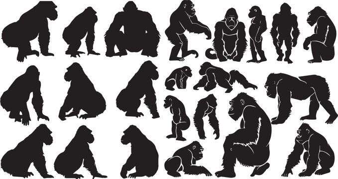 A Set of Silhouette Gorilla vector collection. Black Gorilla vector illustration