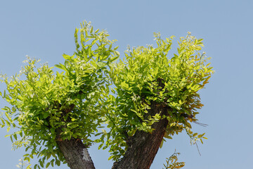 青空に映える新緑
