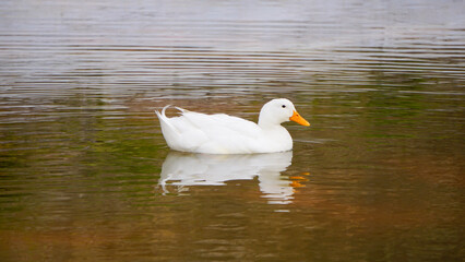 Wild white duck floats on clear lake water surface reflecting the sky