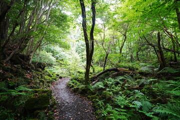 fine summer forest and path in the gleaming sunlight