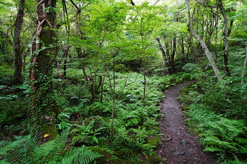 lively summer path through thick ferns