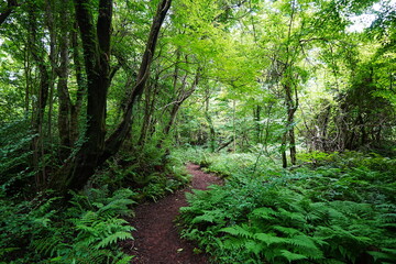 fine summer forest and path in the gleaming sunlight