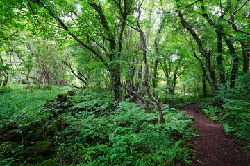 fine path to deep forest