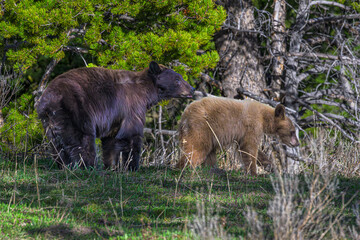 Mama Bear and Bear Cub