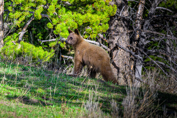 Bear Cub Standing in the Weeds