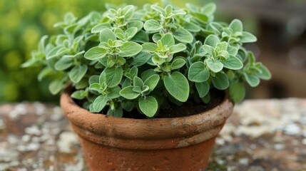 Fototapeta premium Oregano Plant in Pot 