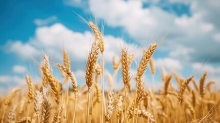 Obraz premium A panoramic view of a wheat field with golden stalks, set against a backdrop of a blue sky. 