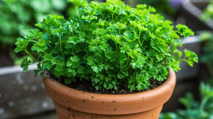 Parsley Plant in Pot 