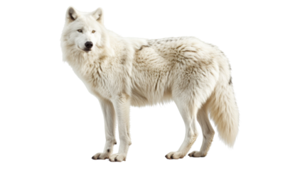 White wolf on transparent background