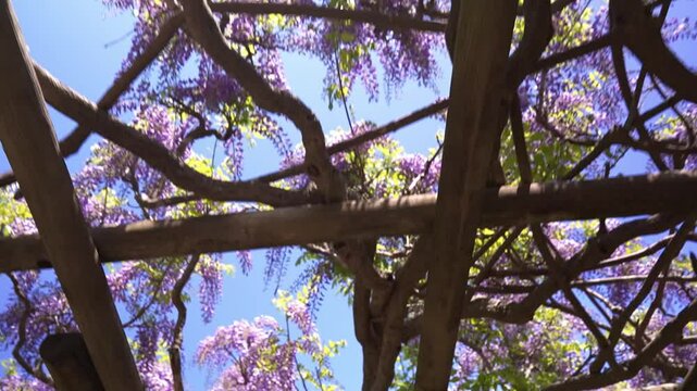 五稜郭にあった咲き始めの藤の花