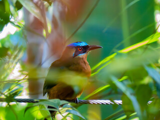 colorful bird