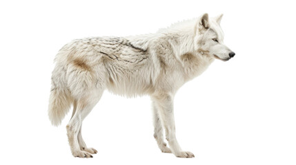 White wolf on transparent background