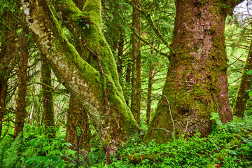 Obraz premium Mossy Tree Trunks in Lush Temperate Rainforest Eye-Level Perspective