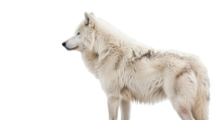 White wolf on transparent background