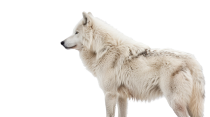 White wolf on transparent background