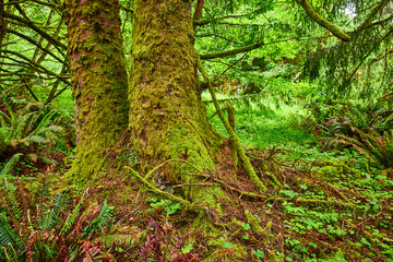 Fototapeta premium Moss-Covered Trees in Lush Rainforest - Eye-Level Perspective