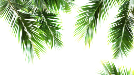 Tree green leaf tropical palm leaves border on transparent background