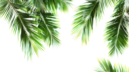 Tree green leaf tropical palm leaves border on transparent background
