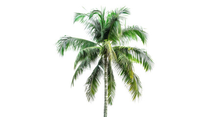 Coconut tree tropical on transparent background