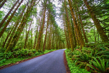 Lush Forest Road in Oregon Temperate Rainforest Eye-Level Perspective