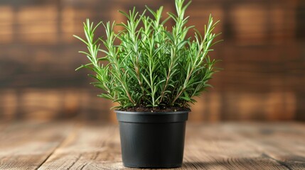 Rosemary Plant in Pot 